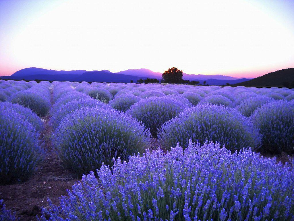 Guneykent Lavander Harvest